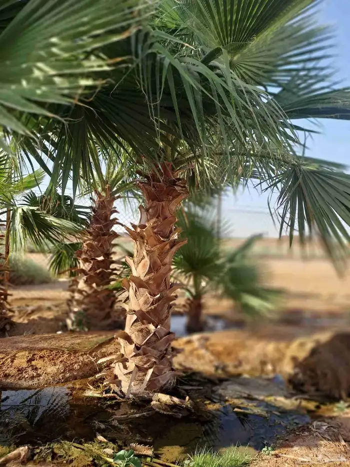 متوفر نخل زينه واشنطني 0