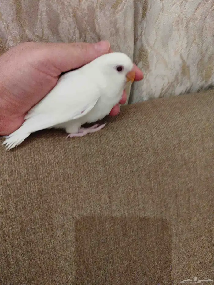 فروخ روز البينو اليفه هدد قريب فطام للبيع 0