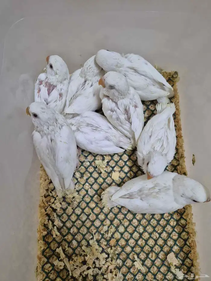 فروخ روز البينو والوان مختلفة ( غر ) 2