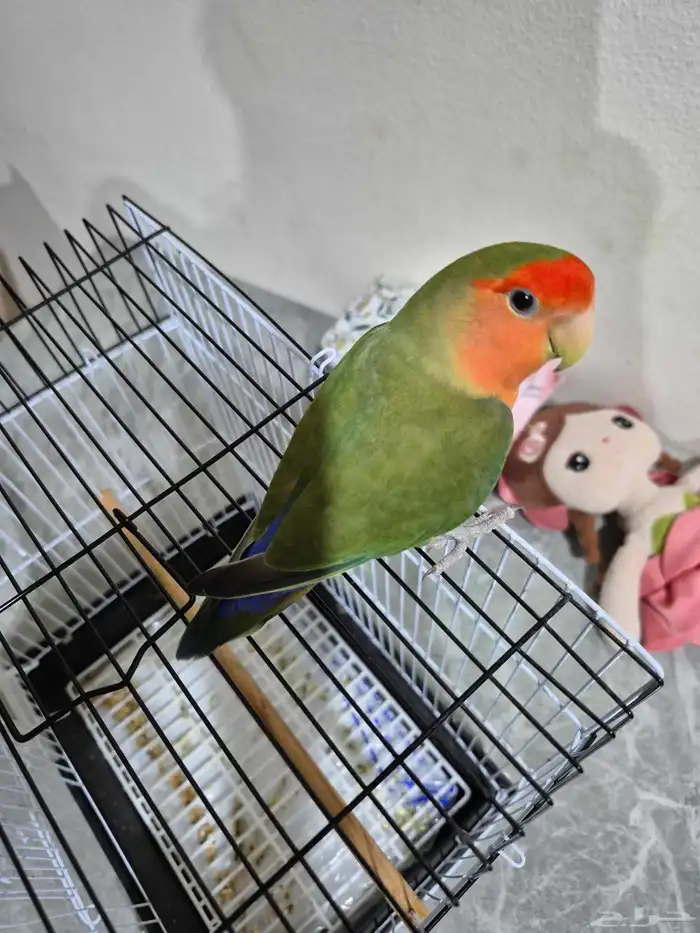 ذكر روز اليف جدآ تربيه 7