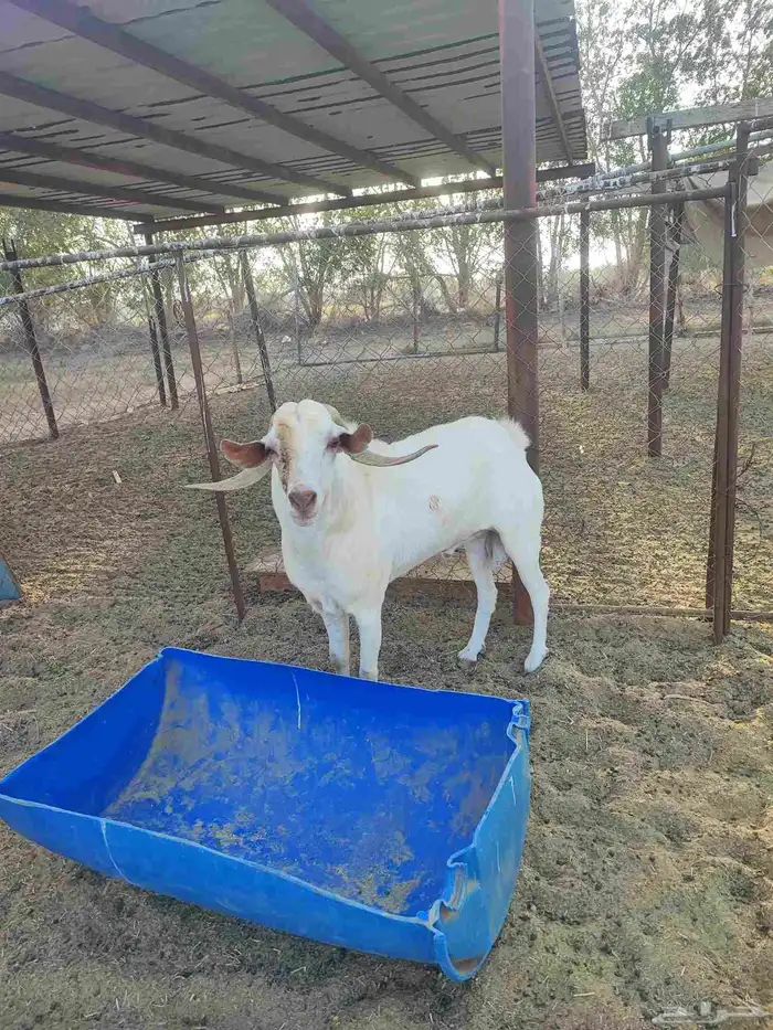 فحل بلدي مشروط السن جامع 0