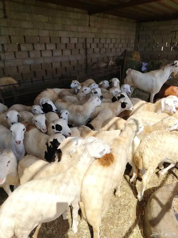 ذبايح للبيع الموقع جهت ابو القعايد 2