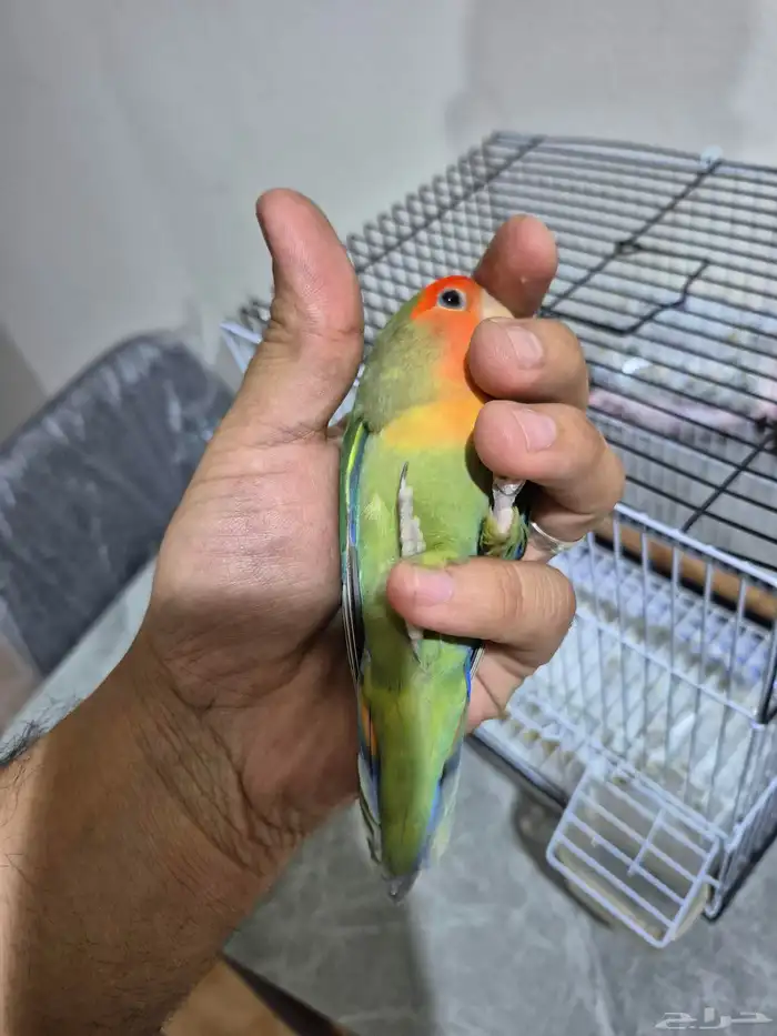 ذكر روز اليف جدآ تربيه 3