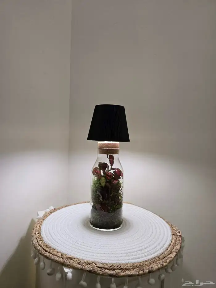 أبجورة تيراريوم نباتات طبيعية 0