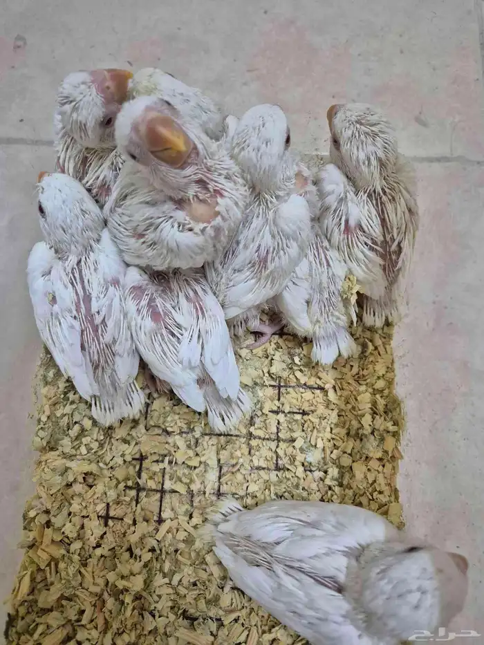 فروخ روز البينو والوان مختلفة ( غر ) 3