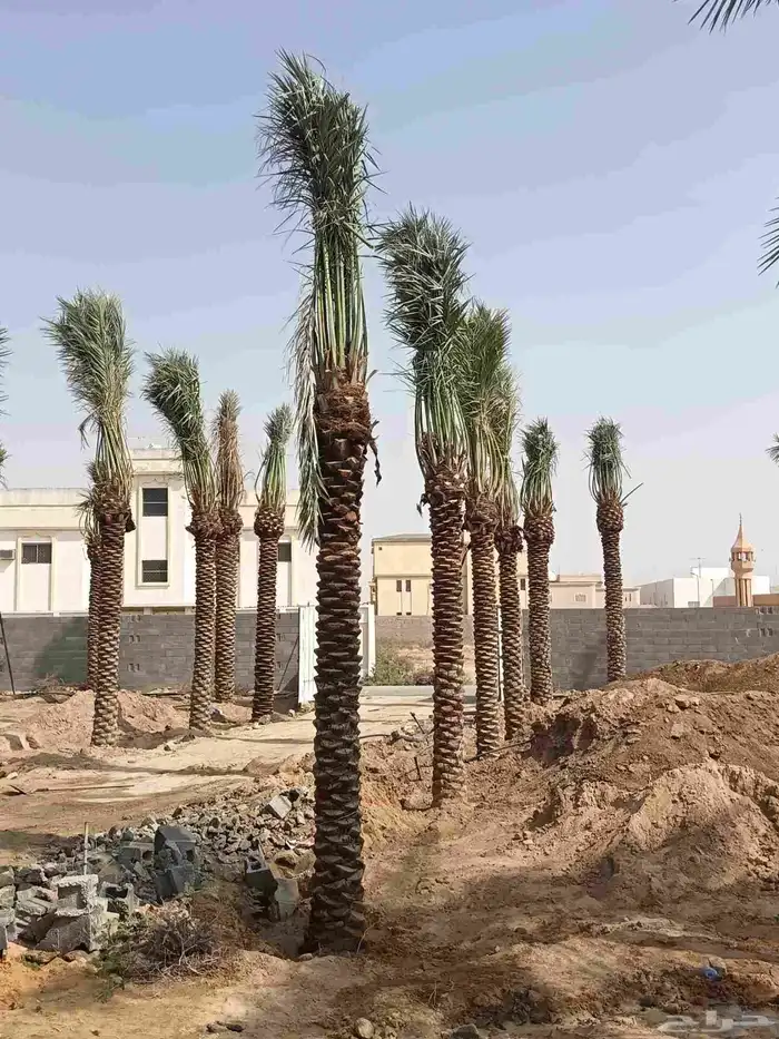 نخل للبيع مثمر جده مكه الطايف 0