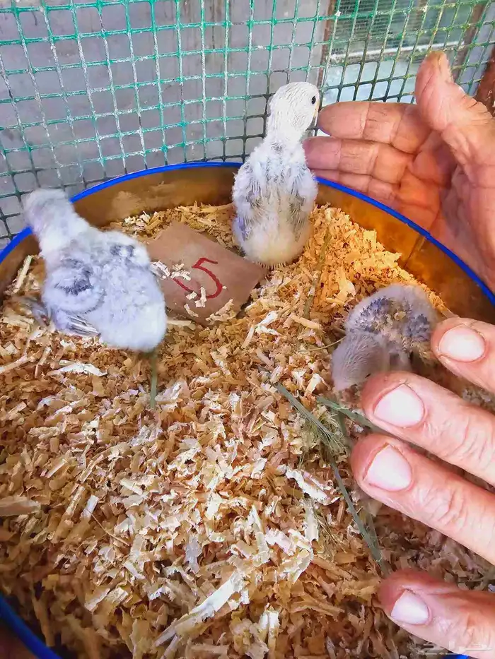 فروخ غر روز وأورنج 8