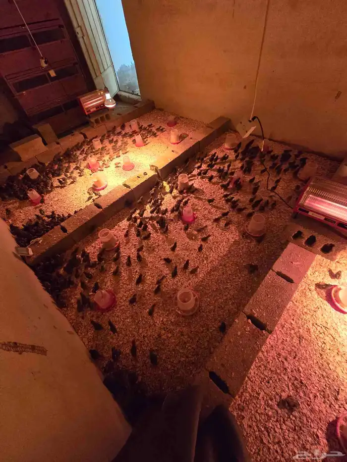 صوص فيومي شبابي 1