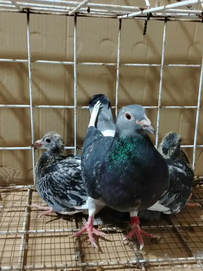 للبيع جوز زاجل 2