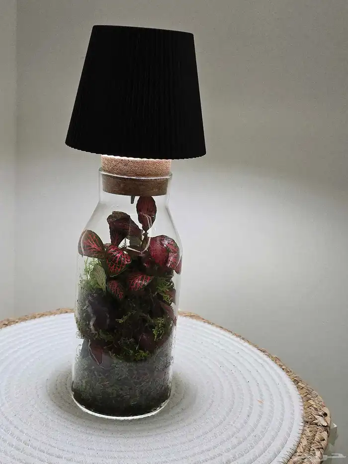 أبجورة تيراريوم نباتات طبيعية 6