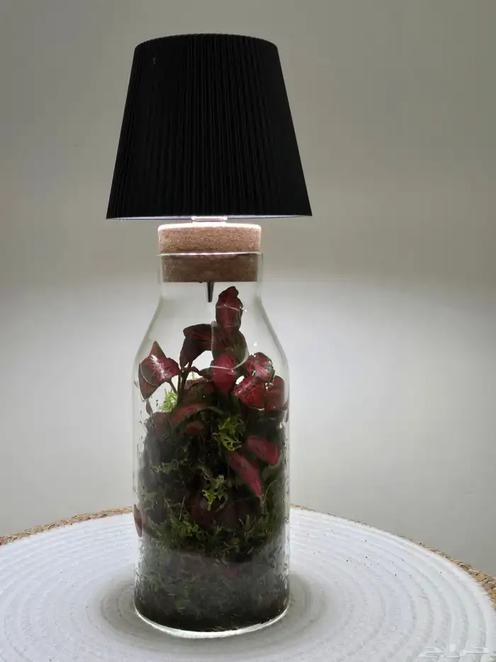 أبجورة تيراريوم نباتات طبيعية 1