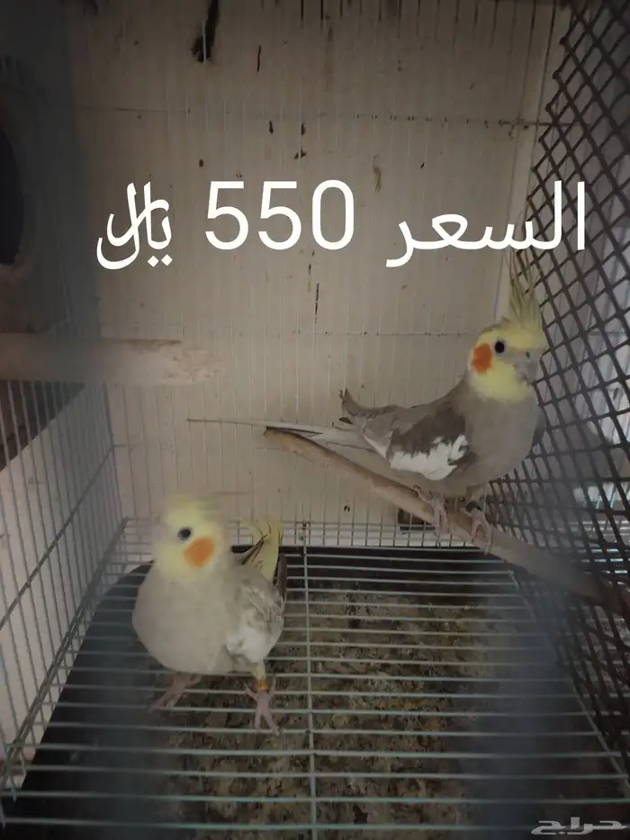 للبيع أزواج كرونات منتجه 0