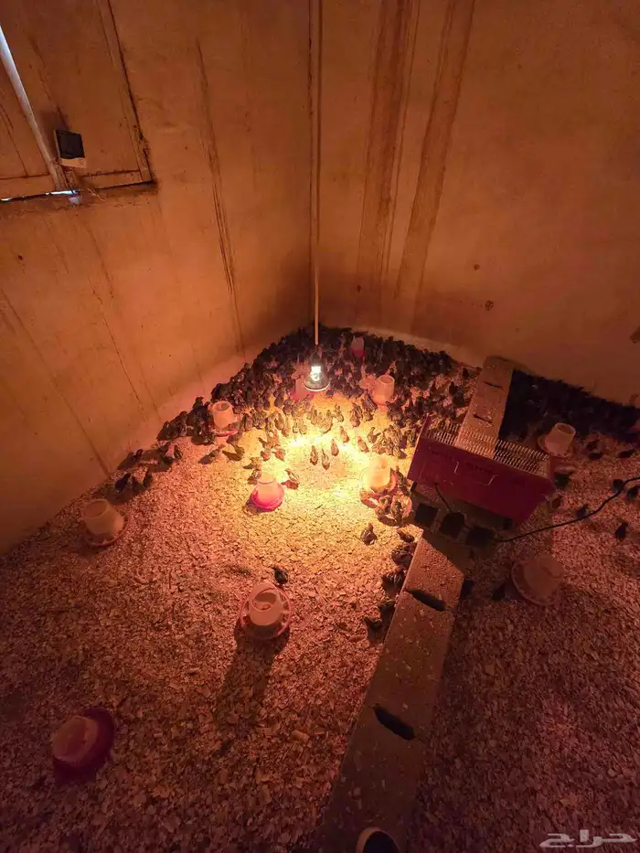 صوص فيومي شبابي 5