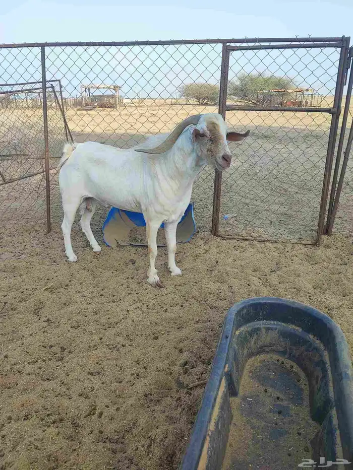 فحل بلدي مشروط السن جامع 1