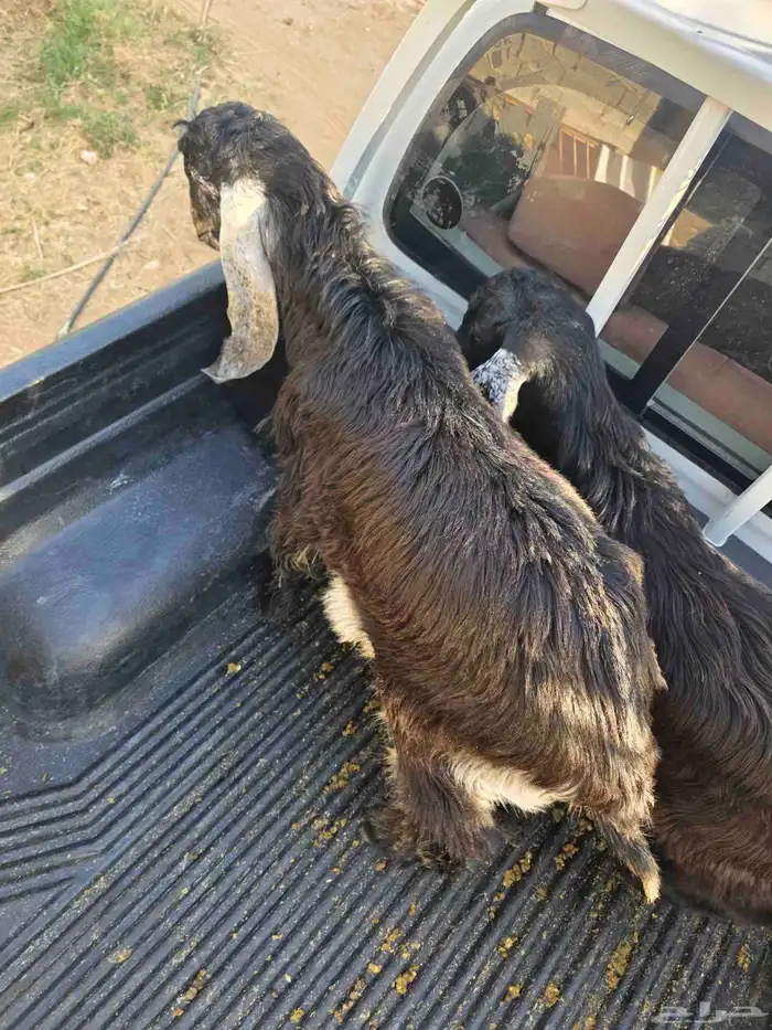 للبيع تيوس عوارض طيبه ومغلقه شحم 1