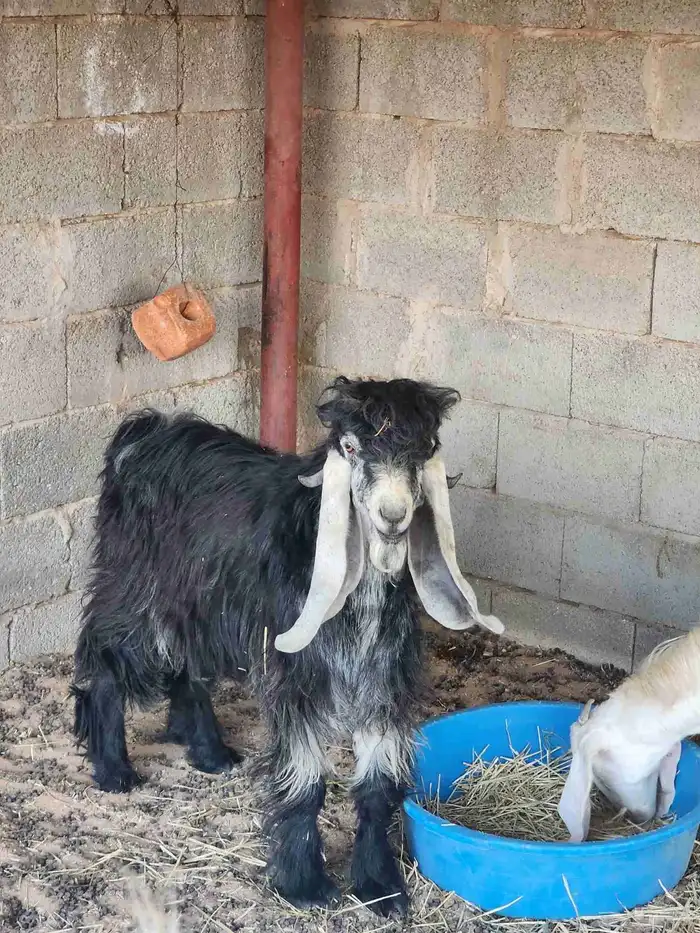 البيع عاااجل وسمح فحل عارضي 10 شهور معرف 0