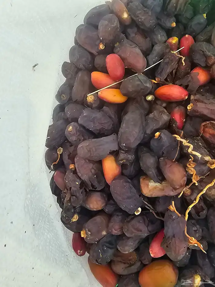 تمر علف حلوه 0