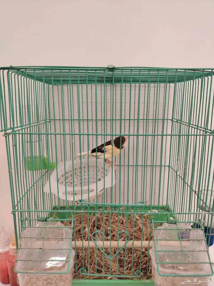 كناري للبيع 0