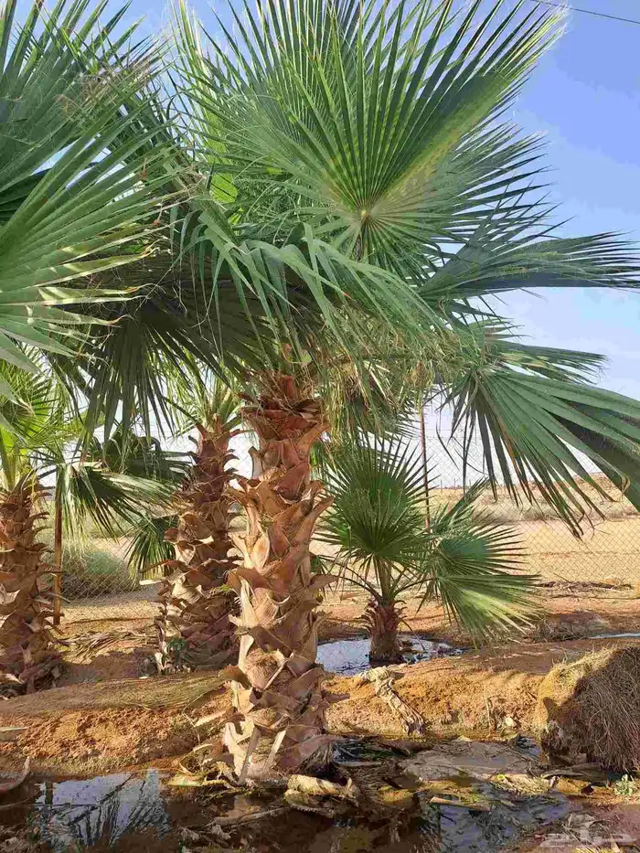 متوفر نخل زينه واشنطني 1