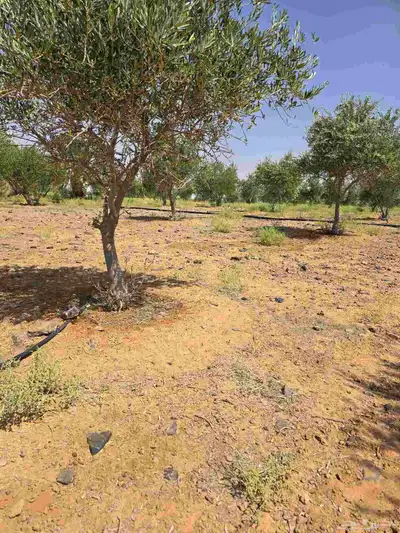 شجر زيتون نيبالي محسن احجام كبيره index