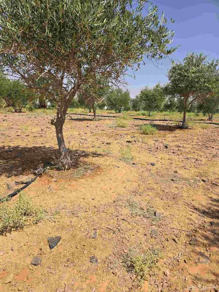 شجر زيتون نيبالي محسن احجام كبيره 2