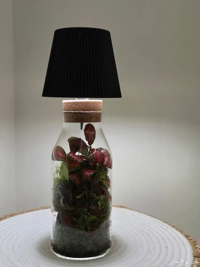 أبجورة تيراريوم نباتات طبيعية 7