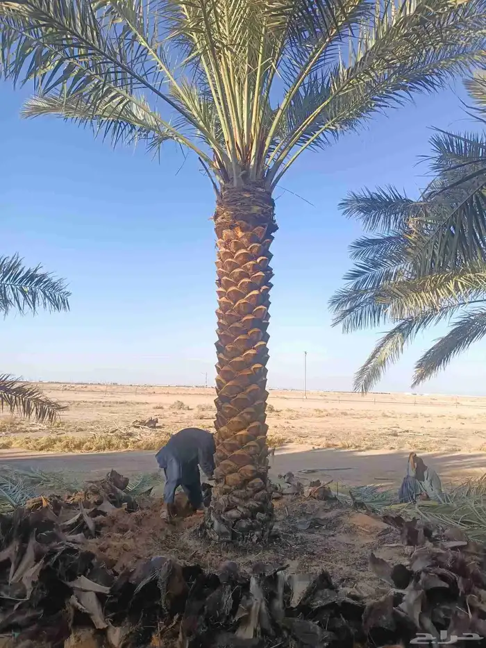 نخل للبيع مثمر جده مكه الطايف 5