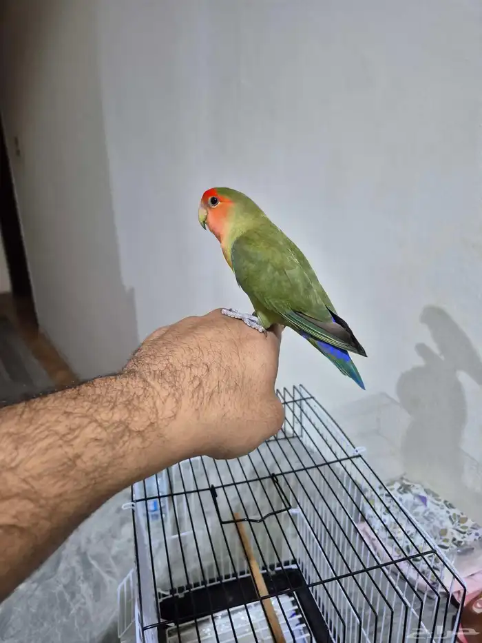 ذكر روز اليف جدآ تربيه 6