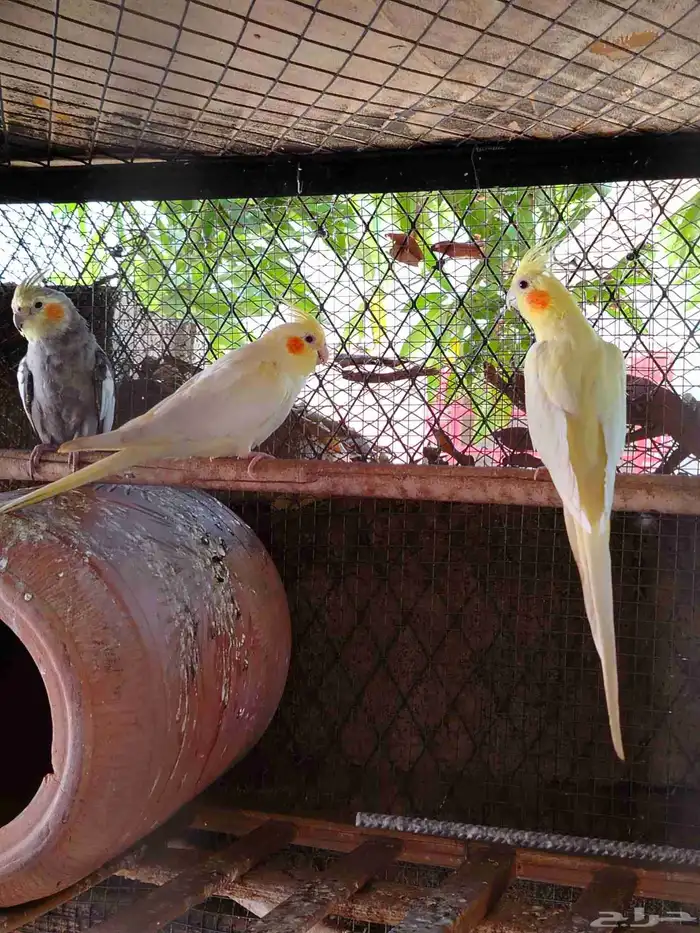 ذكر كروان واولد اولده في وحده انثا وفني غير معروف لانثا حقته 2