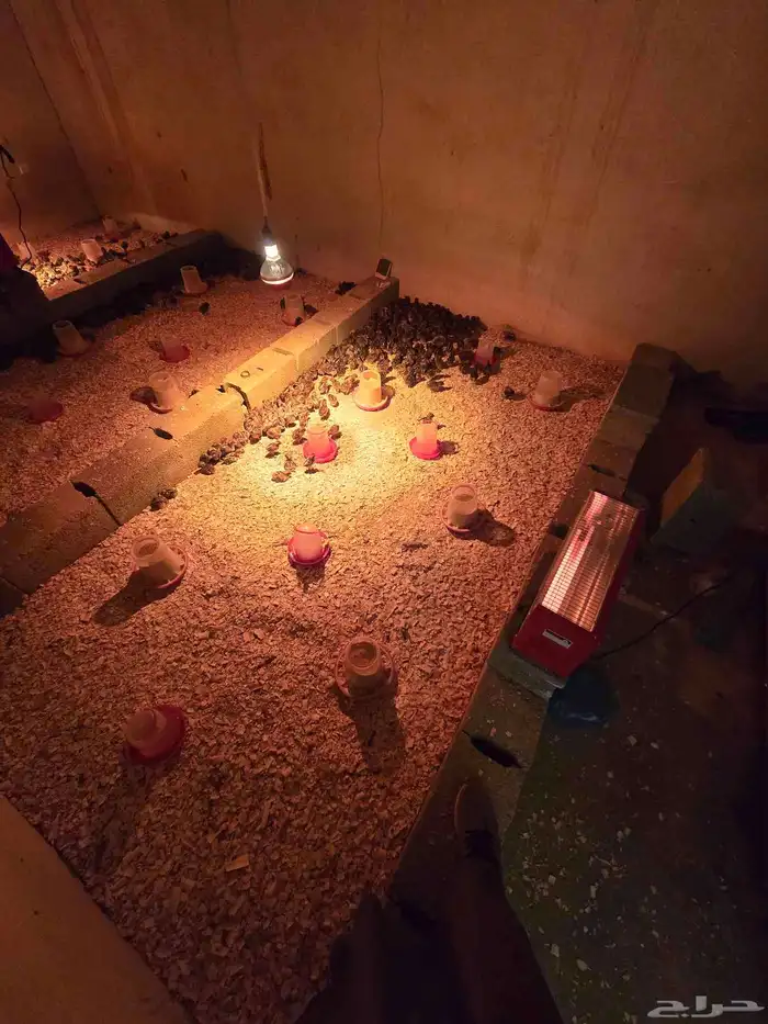 صوص فيومي شبابي 3