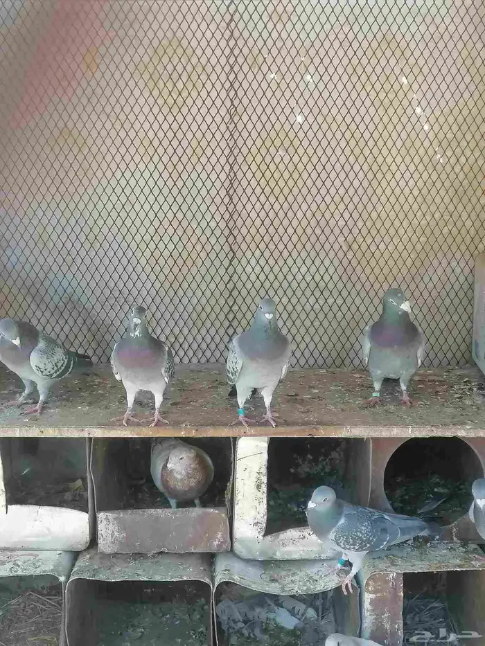 حمام زاحل مستوا كفو للابيع 1