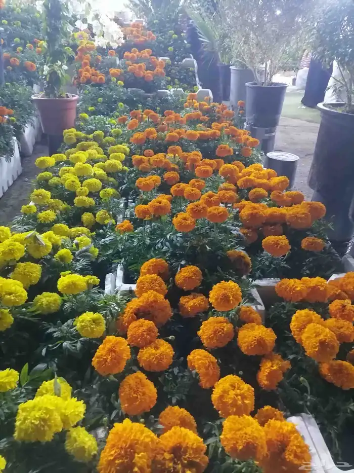 زراع طبيعي واحواض زراع طبيعي 4