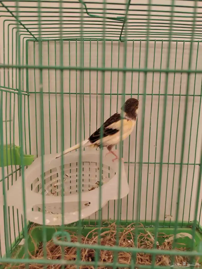 كناري للبيع 1