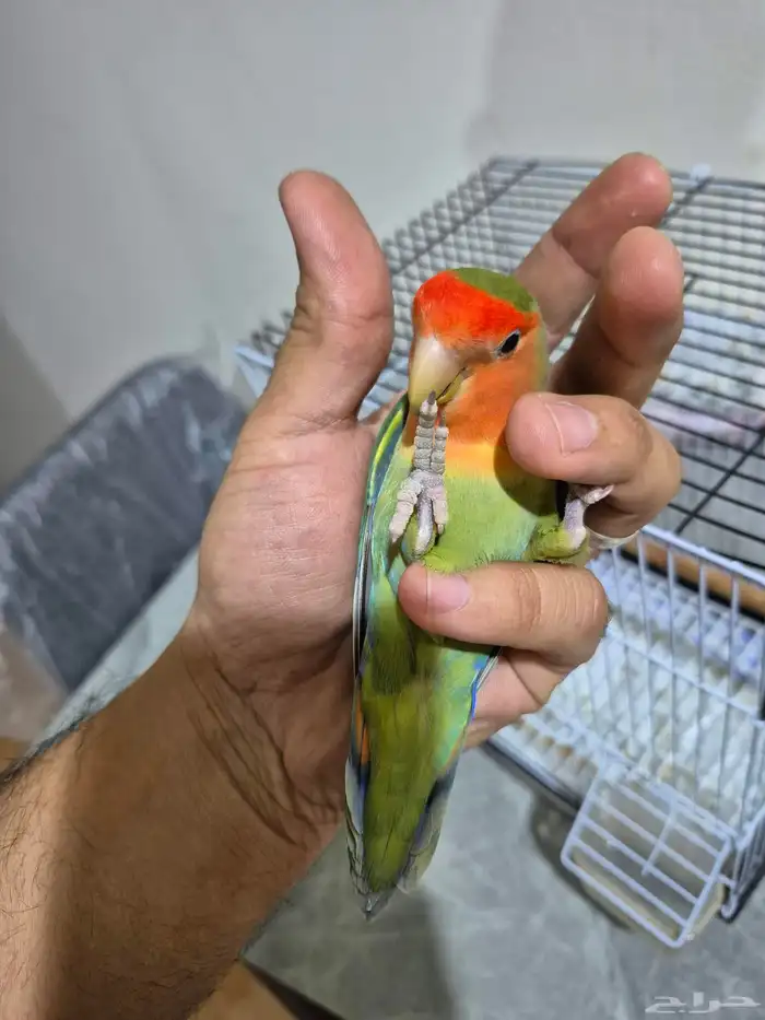 ذكر روز اليف جدآ تربيه 1