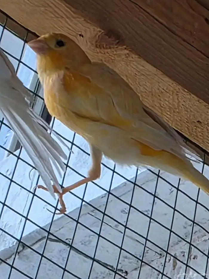 للبيع كناري سوري تغريد 3