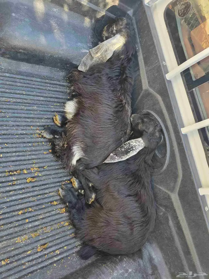 للبيع تيوس عوارض طيبه ومغلقه شحم 0