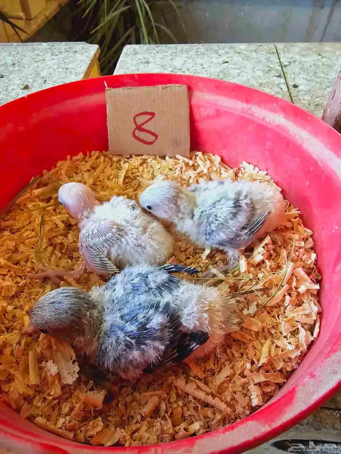 فروخ غر روز وأورنج 5