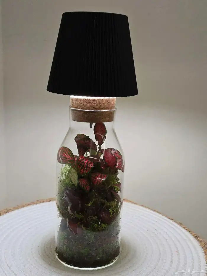 أبجورة تيراريوم نباتات طبيعية 5