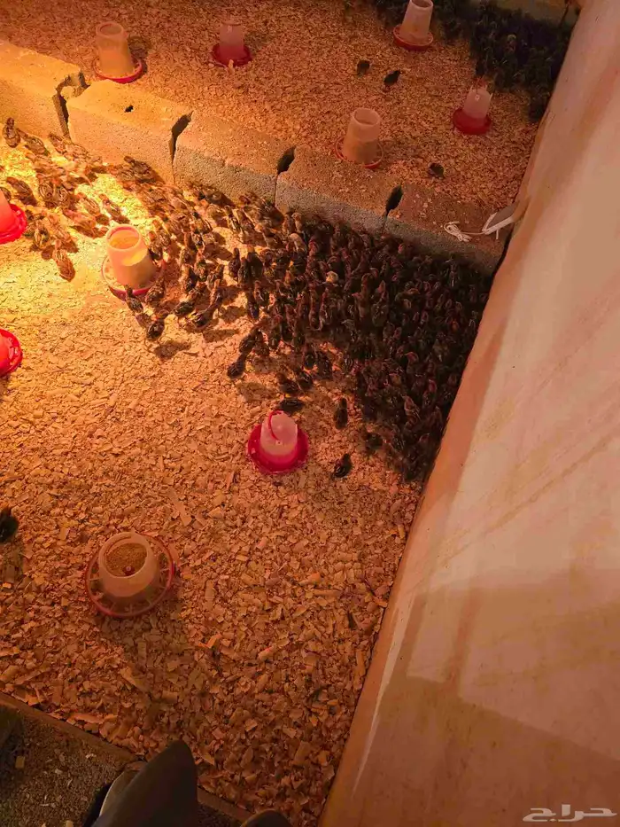 صوص فيومي شبابي 0