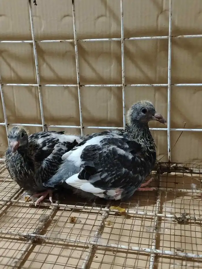 للبيع جوز زاجل 6