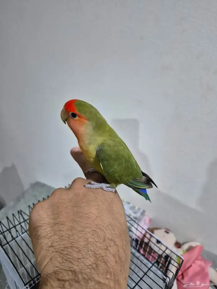 ذكر روز اليف جدآ تربيه 5