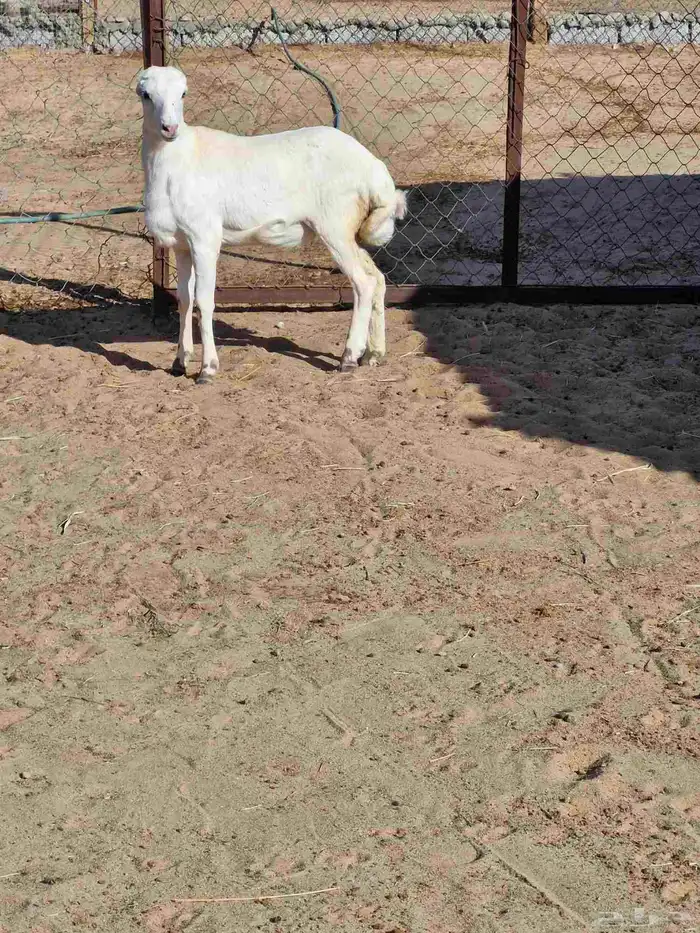 للبيع رخل رفيديه من إنتاج حلالي 0