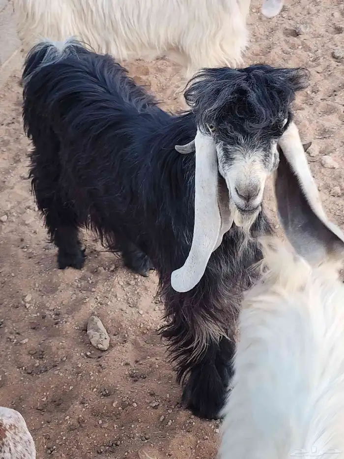 البيع عاااجل وسمح فحل عارضي 10 شهور معرف 1