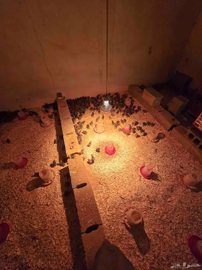 صوص فيومي شبابي 4