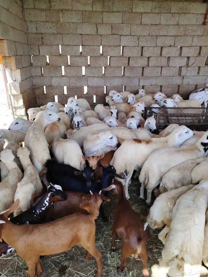 ذبايح للبيع الموقع جهت ابو القعايد 1