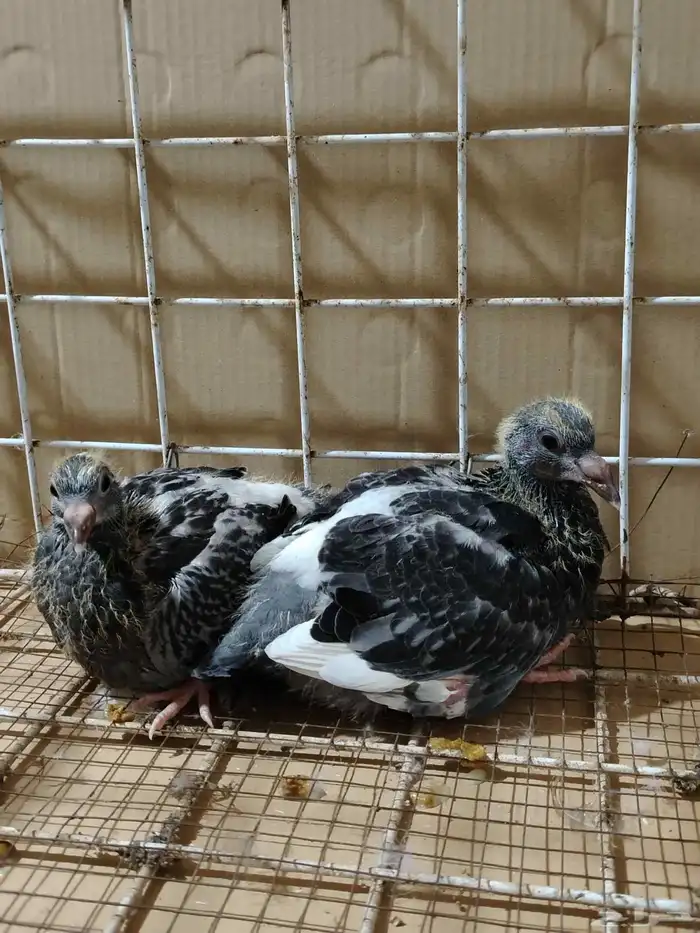 للبيع جوز زاجل 5