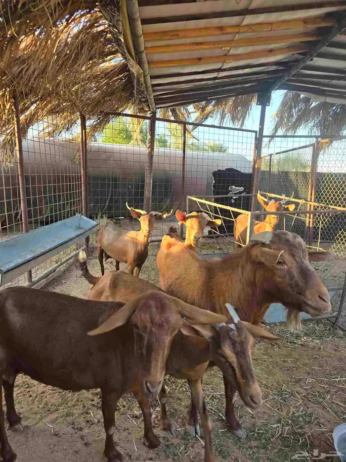 ماعز جنوبي مع الفحل 0