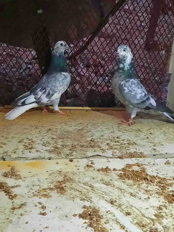 حمام قطيفي خنبي 0