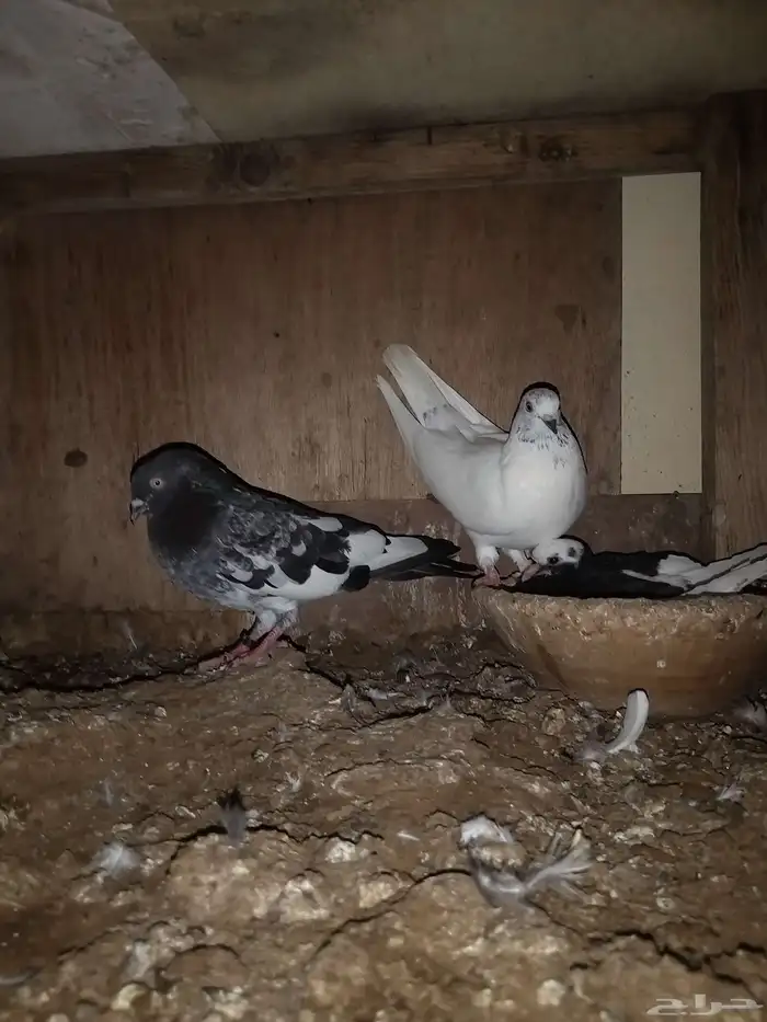 حمام مشكل باكستاني وزينه 5