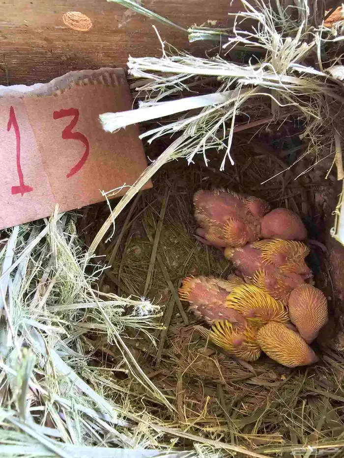 فروخ غر روز وأورنج 0